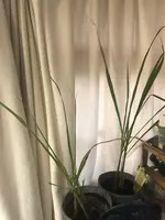 2020-04-08 Zitronengras.webp