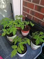 IMG_20200409_092931.webp