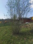 IMG_20200409_142017324.jpg