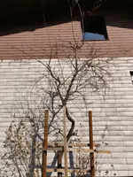 IMG_20200409_155531.webp