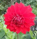 Dahlie rot.webp