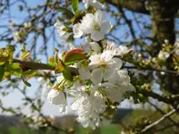 DSC00905.webp