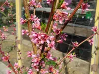 DSC00912.webp