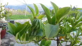 Main de Buddha3.webp
