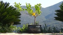 Main de Buddha1.webp