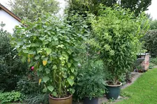 Andenbeere0317.webp
