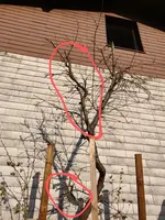 IMG_20200410_172107~2.webp