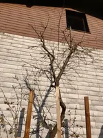 IMG_20200410_172107.webp