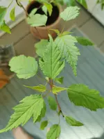 IMG_20200411_105008.webp