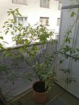 IMG_20200411_105044.jpg