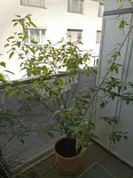 IMG_20200411_105044.webp