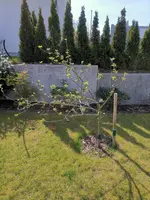 IMG_20200411_120825.webp