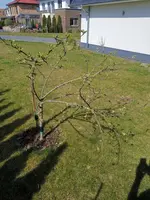 IMG_20200411_120836.webp