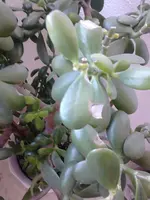 WhatsApp Image 2020-04-11 at 16.03.02.webp