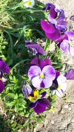 bunt3.webp