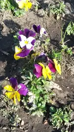 bunt1.webp