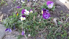 bunt.webp