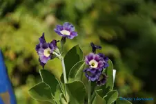 comp_DSC08836.webp
