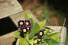 comp_DSC08837.webp