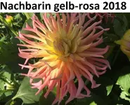 2019-08-08 Dahlienbeet (9) Nachbarin apricot2018.webp