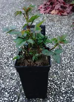 2020rsn02.webp 2020rsn02.webp