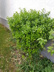 20200413_073919.jpg