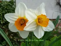 Forum Narzissen Ohrenkneifer 2020_04_09 P1140914.JPG