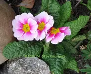 Forum Primel rosa 2020_04_09 P1140916.webp