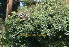 Duckie fliegt in Efeu-Elefant 2010_04_10 P1140920.webp