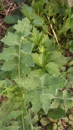 Unbekannte Distel (1).webp