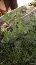 Unbekannte Distel (2).webp