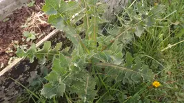 Unbekannte Distel (3).webp
