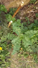 Unbekannte Distel (4).webp