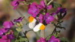 Silbertaler mit Schmetterling (1).JPG