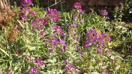Silbertaler (4).webp