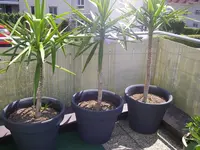 Palmentrib (11).webp