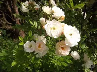 DSCF2165.webp