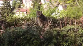 Cookie in Thujahecke (1).webp