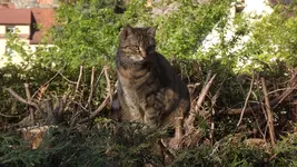 Cookie in Thujahecke (2).webp
