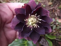Lenzrose (3).webp