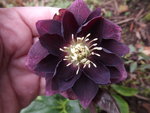 Lenzrose (3).JPG