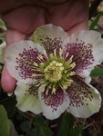 Lenzrose (6).JPG