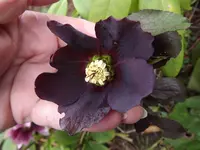 Lenzrose (7).webp