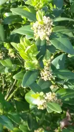 buchs2.webp