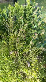 buchs1.webp