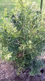 buchs.webp