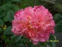 100_2529.webp 100_2529.webp