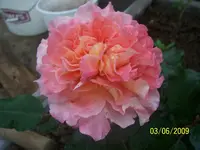 100_1792.webp 100_1792.webp