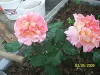 100_1791.webp 100_1791.webp