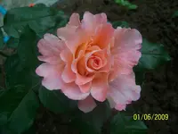 100_1776.webp 100_1776.webp